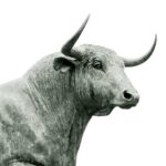bull grayscale photo